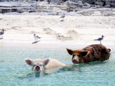 08.2012 Vorobek Bahamas - swimming pigs (cdorobek)  [flickr.com]  CC BY 
License Information available under 'Proof of Image Sources'