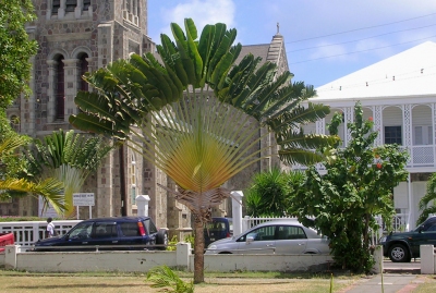 Basseterre - Tropical Tree near Cathedral (Roger W)  [flickr.com]  CC BY-SA 
License Information available under 'Proof of Image Sources'