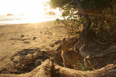 Kangaroo on the beach at Cape Hillsborough (Rob and Stephanie Levy)  [flickr.com]  CC BY 
License Information available under 'Proof of Image Sources'