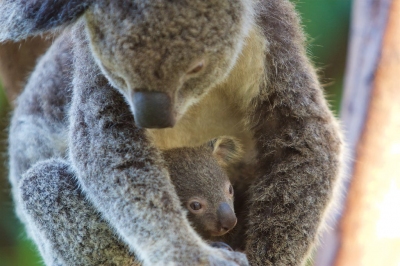 Koala en kind - Koala and her young, Whitsunday Islands (Jan Hazevoet)  [flickr.com]  CC BY 
License Information available under 'Proof of Image Sources'