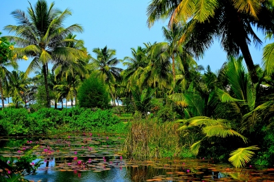 Paradise (Thangaraj Kumaravel)  [flickr.com]  CC BY 
License Information available under 'Proof of Image Sources'