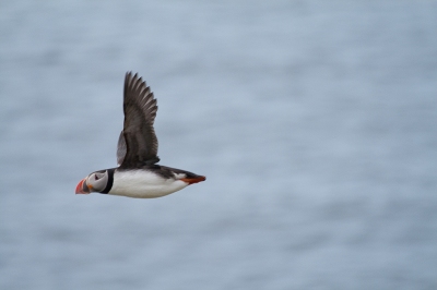 Puffin caught in flight (Stig Nygaard)  [flickr.com]  CC BY 
License Information available under 'Proof of Image Sources'