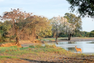 South Luangwa National Park, Zambia (Joachim Huber)  [flickr.com]  CC BY-SA 
License Information available under 'Proof of Image Sources'