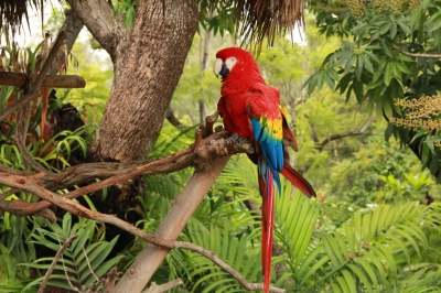 Tropical Rainforest Parrot (Jaime Olmo)  [flickr.com]  CC BY 
License Information available under 'Proof of Image Sources'